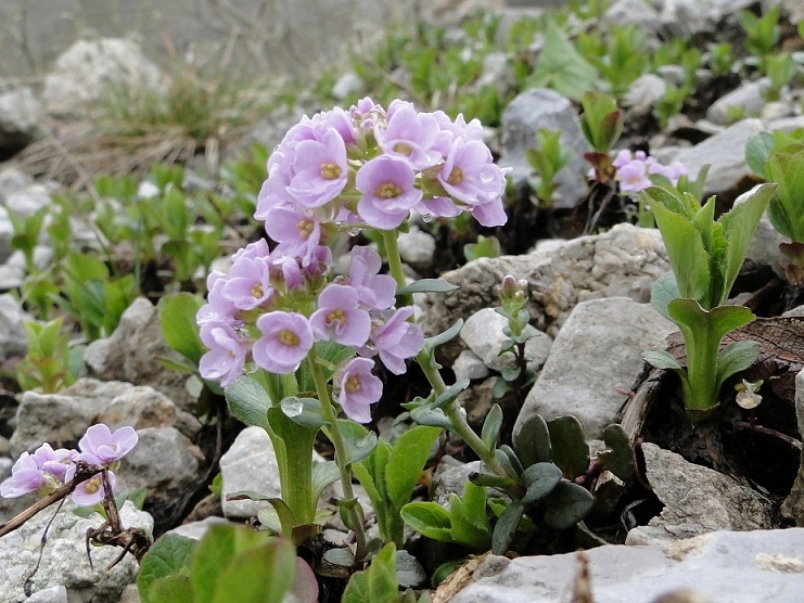 Noccaea rotundifolia (=Thlaspi rotundifolium) / Tlaspi a foglie rotonde